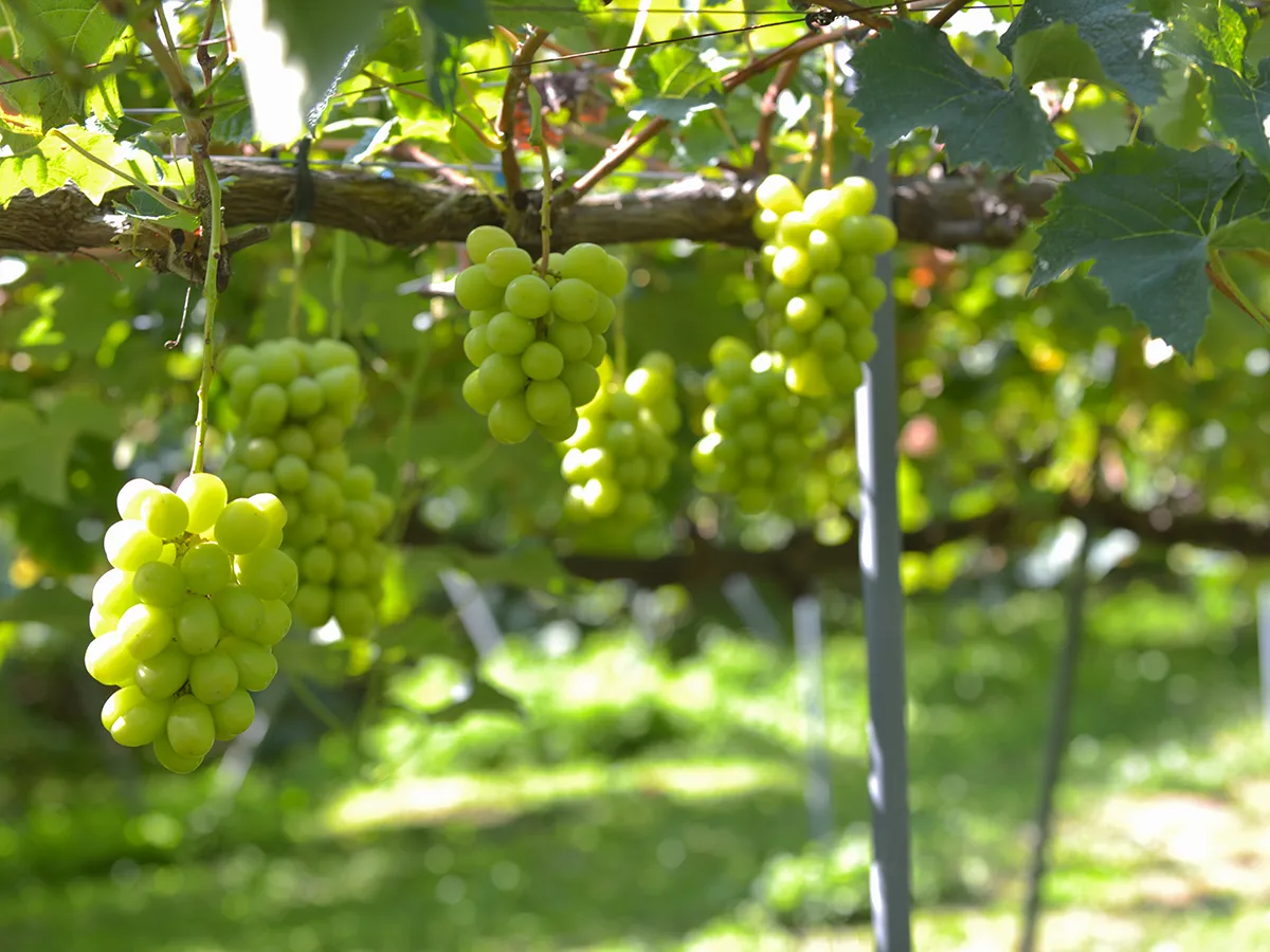 CRAZY GRAPE 農園の様子