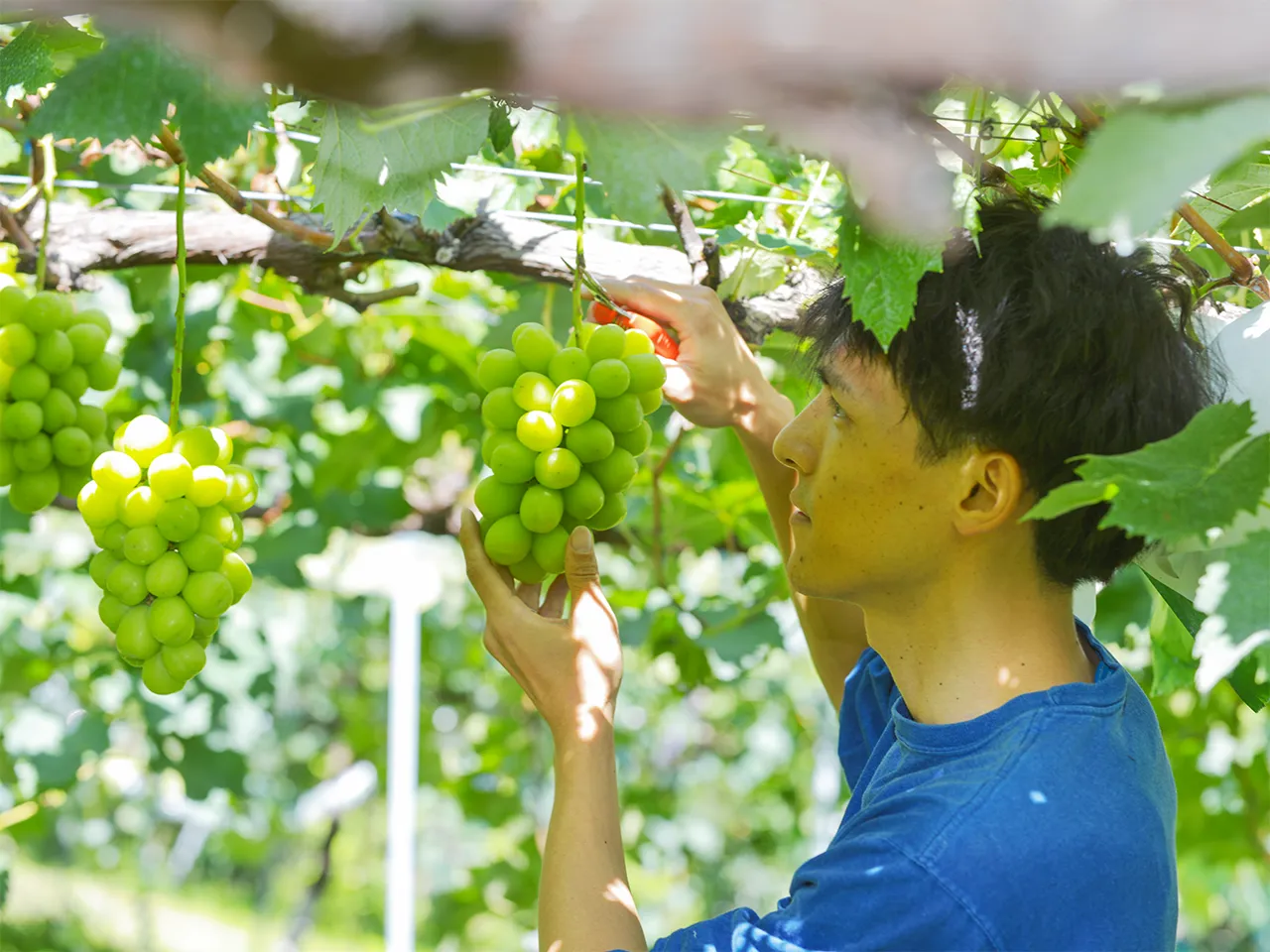 CRAZY GRAPE 収穫する様子