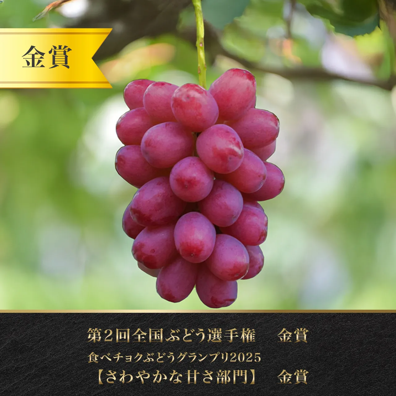 クイーンルージュの写真